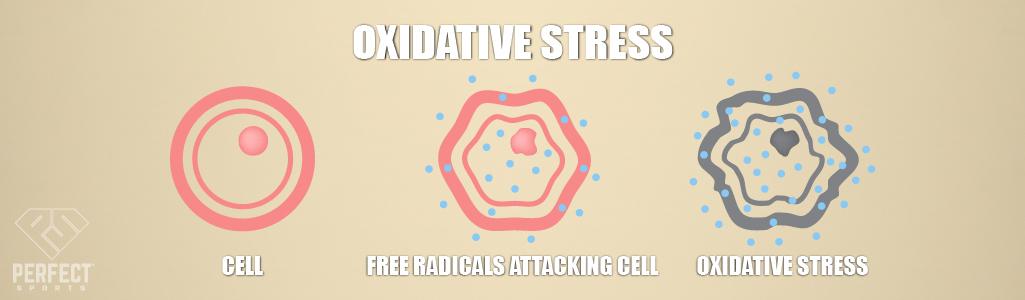 Beta Alanine Articel Banner-06