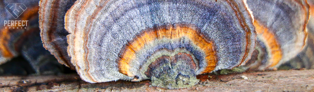 turkey tail mushroom front view with blue and yellow colours