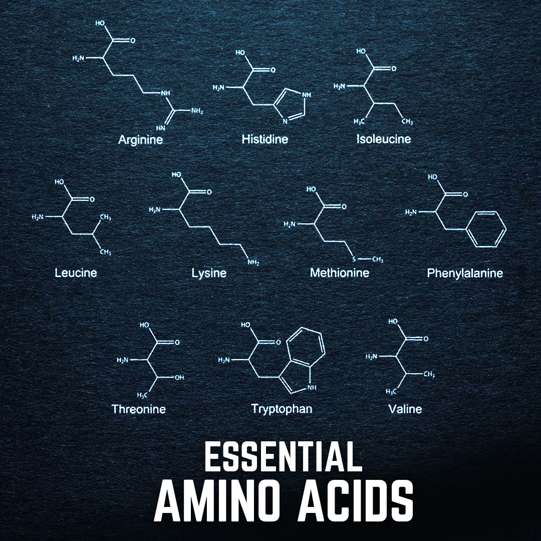 Protein Powders Explained PERFECT Sports Makers of DIESEL New